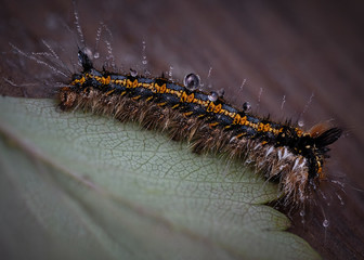 Caterpillar on leaf