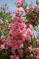 Oleander flowers in summer at Lake Maggiore, Italy