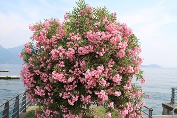 Nerium oleander blooming in summer in Pallanza Verbania at Lake Maggiore, Italy
