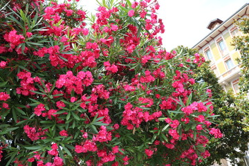 Nerium oleander at Pallanza Verbania at Lake Maggiore, Italy