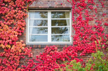 Fototapeta na wymiar Red ivy on house with white window