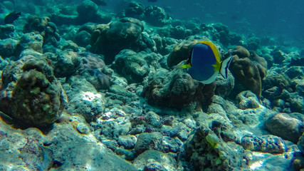 Unter Wasserwelt am Korallenriff mit Fischen am Strand auf Insel Meedhupparu auf Malediven im Indischen Ozean