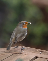 Robin Red Breast Bird