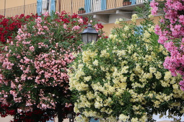 Blooming Nerium oleander at Pallanza Verbania at Lake Maggiore, Italy