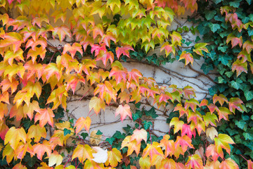 Naklejka na ściany i meble Autumn leaves over wall background
