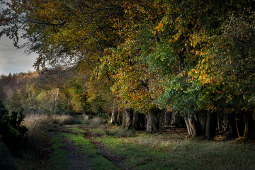 Autumn Woodland Landscape