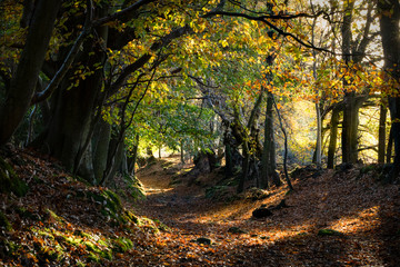 Autumnwoodland landscape