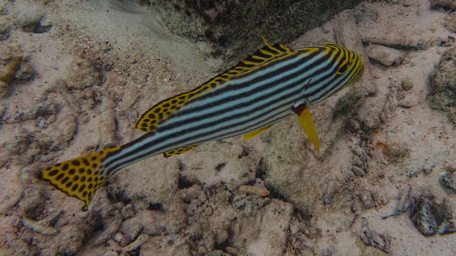 Gestreifte Fische Unter Wasserwelt am Korallenriff auf Insel Meedhupparu auf Malediven im Indischen Ozean