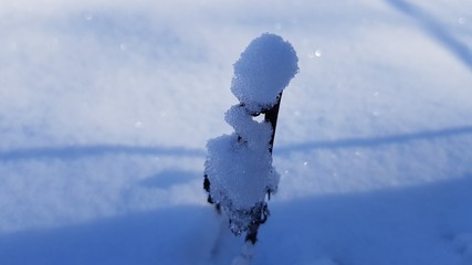 Zweig im Schnee