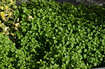 small green herbaceous plants