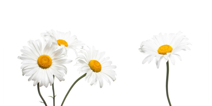 White chamomile flowers collage isolated on white background, floral design wallpaper