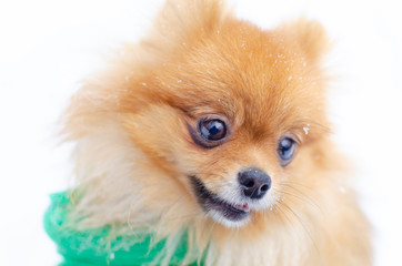 Puppy Pomeranian Spitz on a winter walk in the park. How to protect your pet from hypothermia. 