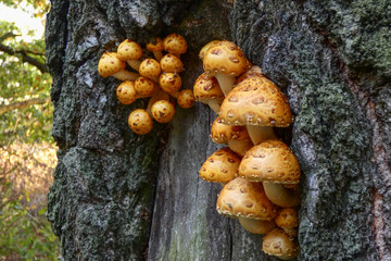 Pack of small mushrooms growing on a tree