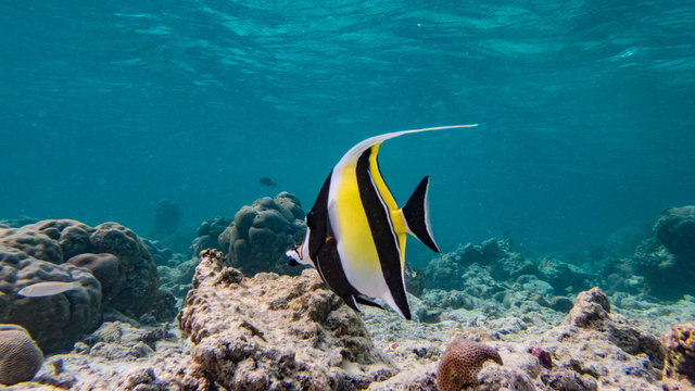 Schnorcheln und Tauchen mit  Fischen am Korallenriff Unter Wasserwelt auf Insel Meedhupparu auf Malediven im Indischen Ozean