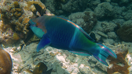 Fototapeta na wymiar Papageifisch am Korallenriff Unter Wasserwelt auf Insel Meedhupparu auf Malediven im Indischen Ozean