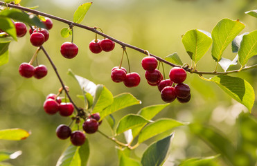 Cherries on a branch