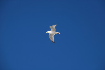 M&ouml;we die Zweite