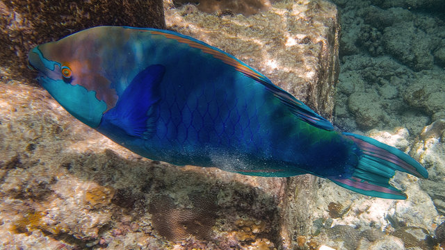 Papageifisch am Korallenriff Unter Wasserwelt auf Insel Meedhupparu auf Malediven im Indischen Ozean