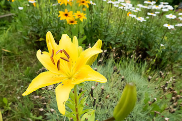 Beautiful flower. Lily. Outdoor.