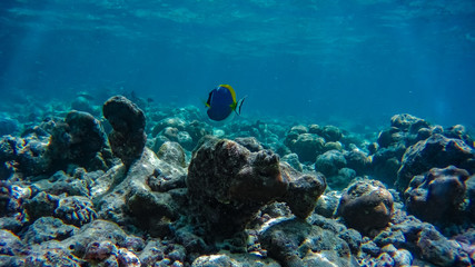 Schnorcheln am Korallenriff auf Insel Meedhupparu auf Malediven im Indischen Ozean