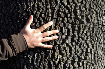 hug to past (old tree body)