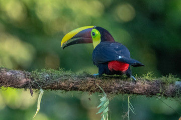 Keel-billed Toucan - Ramphastos sulfuratus, large colorful toucan from Costa Rica forest with very colored beak.