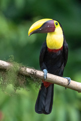 Keel-billed Toucan - Ramphastos sulfuratus, large colorful toucan from Costa Rica forest with very colored beak.