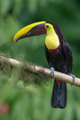 Keel-billed Toucan - Ramphastos sulfuratus, large colorful toucan from Costa Rica forest with very colored beak.