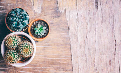 Various cactus and succulent plant in clay pot on vintage wooden background from above. Houseplant growing hobby and spring gardening at home flat lay.