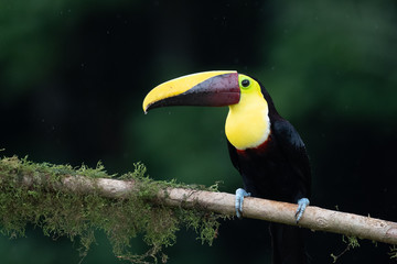 Keel-billed Toucan - Ramphastos sulfuratus, large colorful toucan from Costa Rica forest with very colored beak.