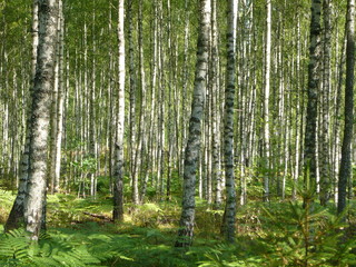 birkenwald