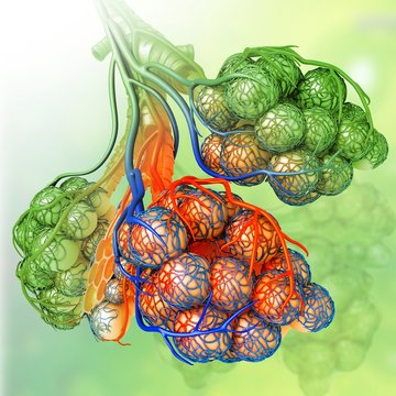 Alveoli and capillaries, illustration