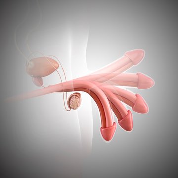 Penis erection, illustration