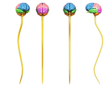 Human brain regions and spinal cord, illustration