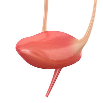 Bladder anatomy, illustration