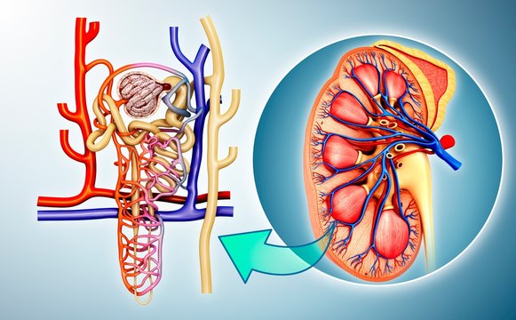 Nephron structure in a kidney, illustration