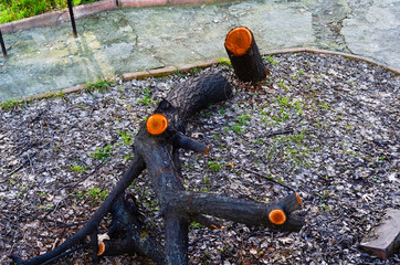 a shattered tree with saw. root and body