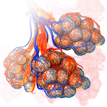 Alveoli and capillaries, illustration