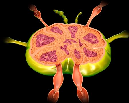 Lymph node structure, illustration