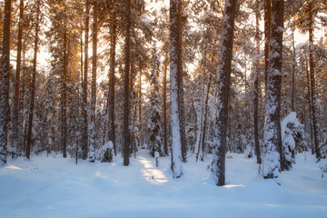 forest in winter
