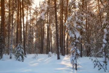 forest in winter
