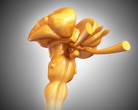 Human midbrain with spinal cord, illustration