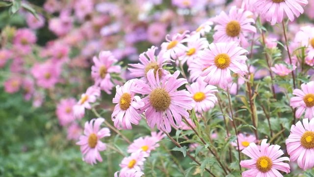autumn asters bloom on the flower bed