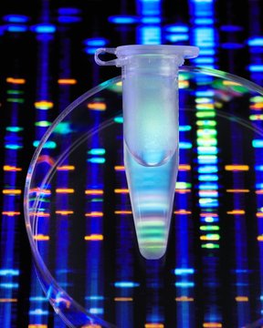 DNA Profile