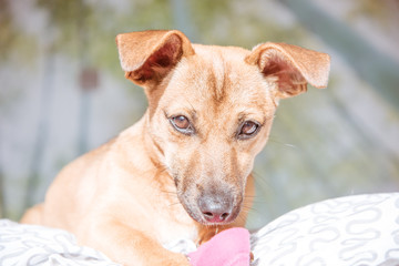 Adorable mixed breed puppy dog with cute eyes head shot isolated on white background