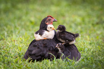 Hen with baby chicken