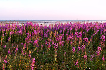 flowers Ivan tea kiptey at sunset
