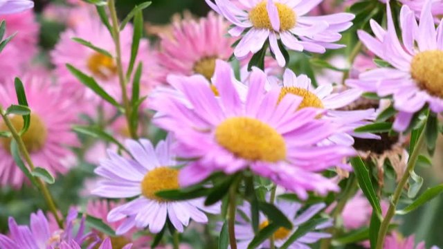 autumn asters bloom on the flower bed