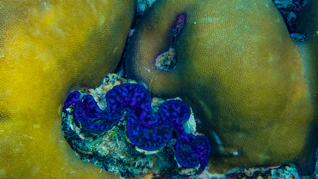 Gelber Korall mit blaue Schnecke am riff auf der Insel Meedhupparu auf Malediven, Indischer Ozean