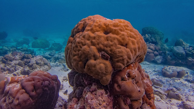 Korallen mit blaue Schnecke am riff auf der Insel Meedhupparu auf Malediven, Indischer Ozean